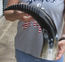 20 inch Carved and Polished Spiral Cow Horn, Drinking horn for sale $20