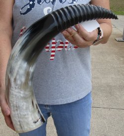 Genuine 25 inch Carved and Polished Spiral Cow Horn, Drinking horn - $20