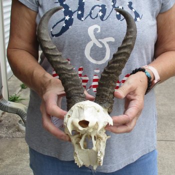 C-Grade 7" Male Springbok Skull with 10" Horns - $39