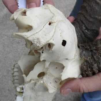 C-Grade 7" Male Springbok Skull with 10" Horns - $39