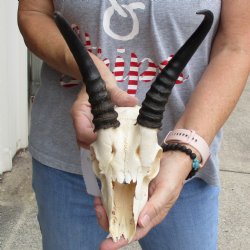 C-Grade 7" Male Springbok Skull with 8" Horns - $39