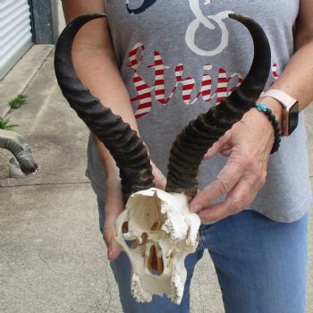 C-Grade 7" Male Springbok Skull with 11" Horns - $39
