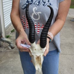 C-Grade 6" Male Springbok Skull with 10" Horns - $39