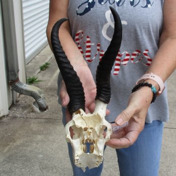 C-Grade 6" Male Springbok Skull with 10" Horns - $39
