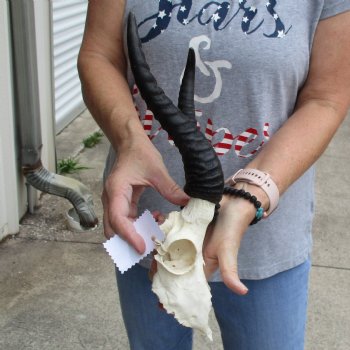 C-Grade 6" Male Springbok Skull with 10" Horns - $39