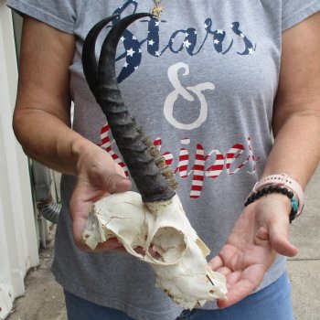 C-Grade 6" Male Springbok Skull with 8" Horns - $39