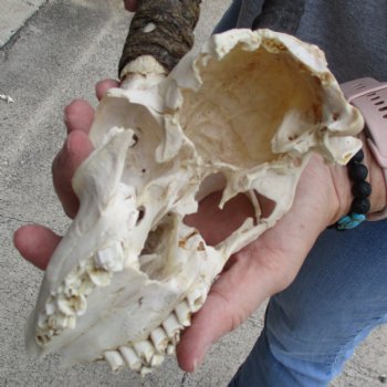 C-Grade 6" Male Springbok Skull with 8" Horns - $39