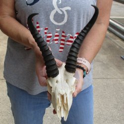 C-Grade 6" Male Springbok Skull with 9" Horns - $39
