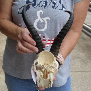 C-Grade 6" Male Springbok Skull with 9" Horns - $39