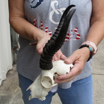 C-Grade 7" Male Springbok Skull with 9" & 10" Horns - $39