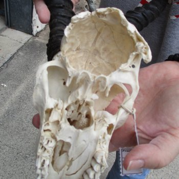 C-Grade 7" Male Springbok Skull with 9" & 10" Horns - $39