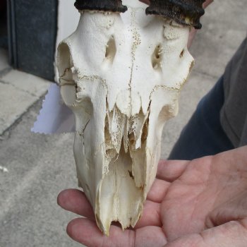 C-Grade 7" Male Springbok Skull with 9" Horns - $39