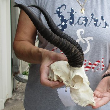 C-Grade 7" Male Springbok Skull with 11" Horns - $39