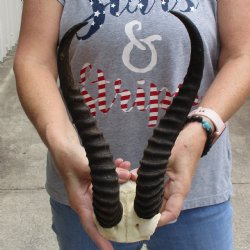Male Springbok Skull Plate with 11" Horns - $30