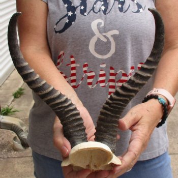 Male Springbok Skull Plate with 12" Horns - $30