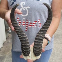 Male Springbok Skull Plate with 10" Horns - $30