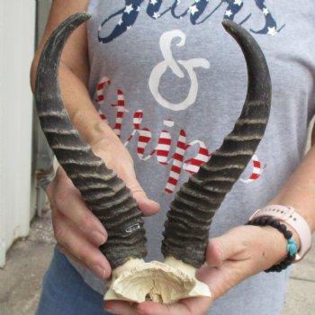 Male Springbok Skull Plate with 10" Horns - $30