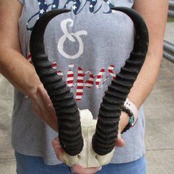 Male Springbok Skull Plate with 11" Horns - $30