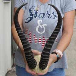 Huge Male Springbok Skull Plate with 14" Horns - $35