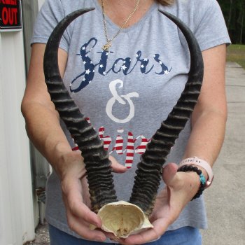 Huge Male Springbok Skull Plate with 14" Horns - $35