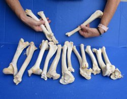 15 piece lot of deer leg bones 9 to 12 inches long Buy Now for <font color=red>Special Price of $30</font>