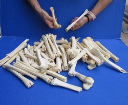 60 #2 Grade Deer Leg Bones 6 to 9 inches long - <font color=red>Buy Now for Special Price of $50 </font>