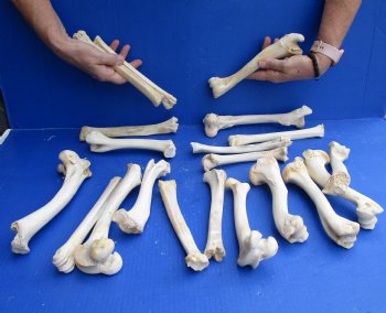 20 Deer Leg Bones 7 to 9 inches long - <font color=red>Special Price of $30 </font>