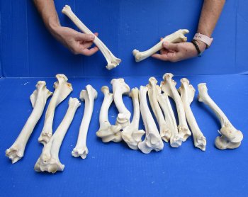 15 piece lot of deer leg bones 8 to 12 inches long Buy Now for <font color=red>Special Price of $30</font>