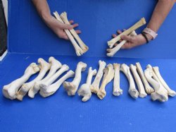 20 Deer Leg Bones 7 to 9 inches long - <font color=red>Special Price of $30 </font>