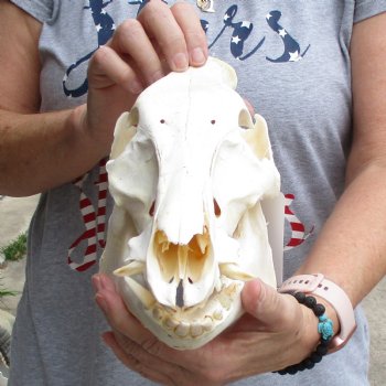 B-Grade 12" Wild Boar Skull - $40
