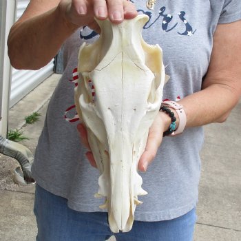B-Grade 12" Wild Boar Skull - $40