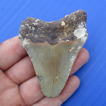 2-5/8" x 2" Megalodon Fossil Shark Tooth - $30