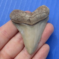 2-1/8" x 1-5/8" Megalodon Fossil Shark Tooth - $30