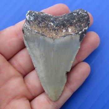 2-1/2" x 1-3/4" Megalodon Fossil Shark Tooth - $30