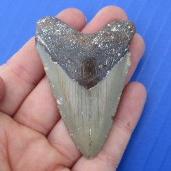 2-1/2" x 1-3/4" Megalodon Fossil Shark Tooth - $30