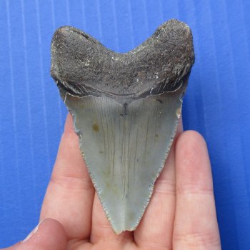 2-7/8" x 2" Megalodon Fossil Shark Tooth - $30