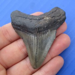 2-1/4" x 1-7/8" Megalodon Fossil Shark Tooth - $30