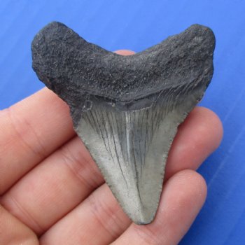 2-1/4" x 1-7/8" Megalodon Fossil Shark Tooth - $30