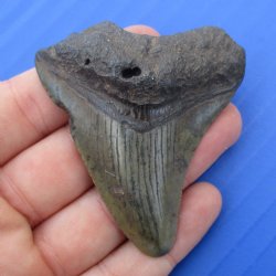 2-3/8" x 2-1/8" Megalodon Fossil Shark Tooth - $30