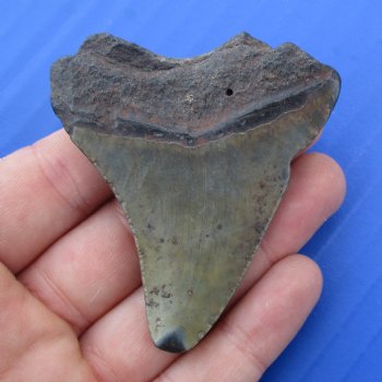 2-3/8" x 2-1/8" Megalodon Fossil Shark Tooth - $30