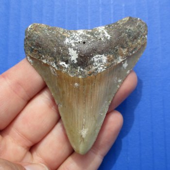 2-5/8" x 2-1/4" Megalodon Fossil Shark Tooth - $30