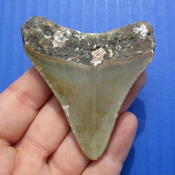 2-5/8" x 2-1/4" Megalodon Fossil Shark Tooth - $30