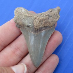 2-1/8" x 1-1/2" Megalodon Fossil Shark Tooth - $30