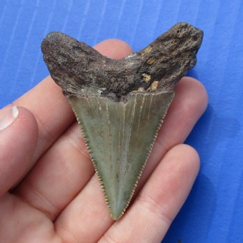 2-1/4" x 1-3/4" Megalodon Fossil Shark Tooth - $30