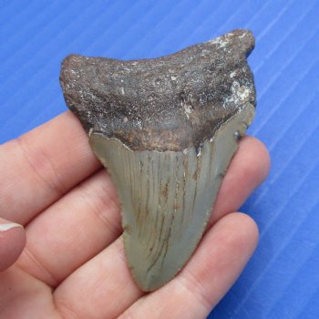 2-3/4" x 1-7/8" Megalodon Fossil Shark Tooth - $30