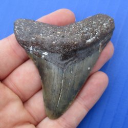 2-1/2" x 2-1/4" Megalodon Fossil Shark Tooth - $30