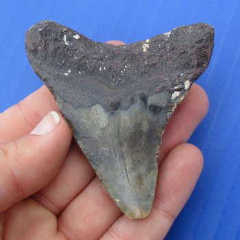 2-1/2" x 2-1/4" Megalodon Fossil Shark Tooth - $30
