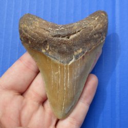 3-1/4" & 2-5/8" Megalodon Fossil Shark Tooth - $50