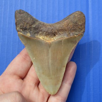 3-1/4" & 2-5/8" Megalodon Fossil Shark Tooth - $50