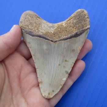 3-3/8" & 2-5/8" Megalodon Fossil Shark Tooth - $50